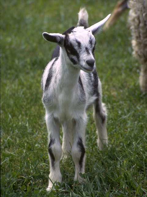 Photo020-DomesticGoat-Alpine Dairy Goat-Young-by Linda Bucklin.jpg