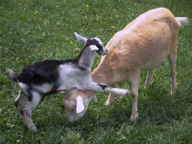 Photo027-DomesticGoats-by Linda Bucklin.jpg