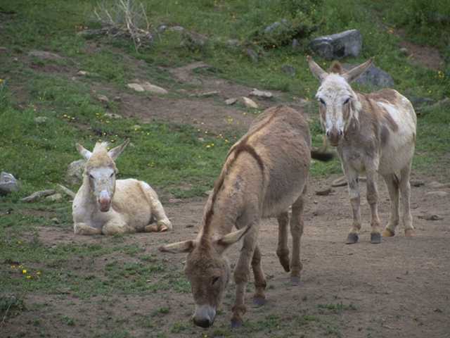 Photo035-Donkeys-Burros-by Linda Bucklin.jpg