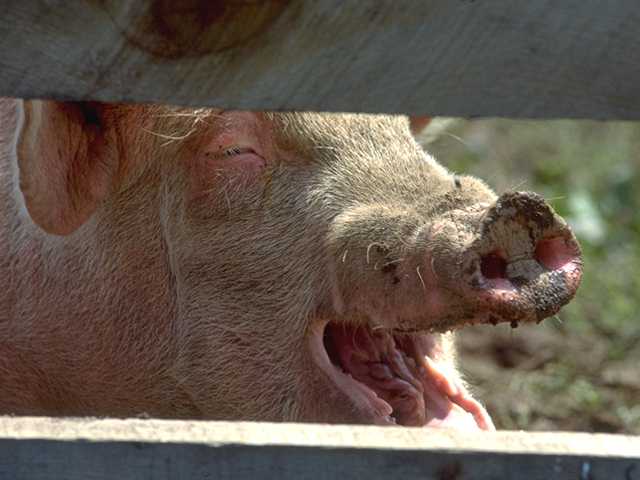 Photo087-WhiteDomesticPig-HappyFace-by Linda Bucklin.jpg