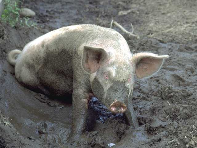 Photo095-WhiteDomesticPig-MudBath-by Linda Bucklin.jpg