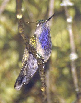 Plovercrest Hummingbird-perching on branch.jpg