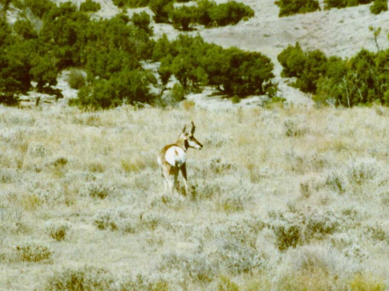 Prong Horn Antelope 001-Pronghorn-by Darin L Ungerman.jpg