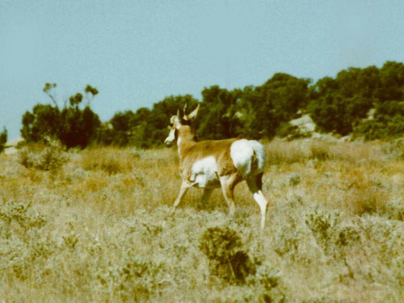 Prong Horn Antelope 002-Pronghorn-by Darin L Ungerman.jpg
