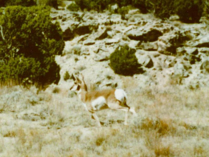 Prong Horn Antelope 003-Pronghorn-by Darin L Ungerman.jpg