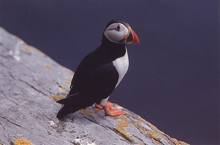Puffin2-Atlantic Puffin-on rock cliff-by Fiona Anderson.jpg