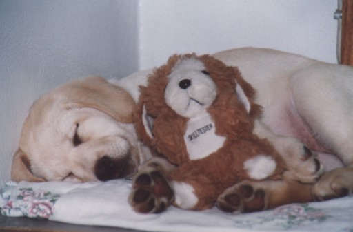Pup02-Yellow Labrador Retriever-dog sleeping-by Fiona Anderson.jpg