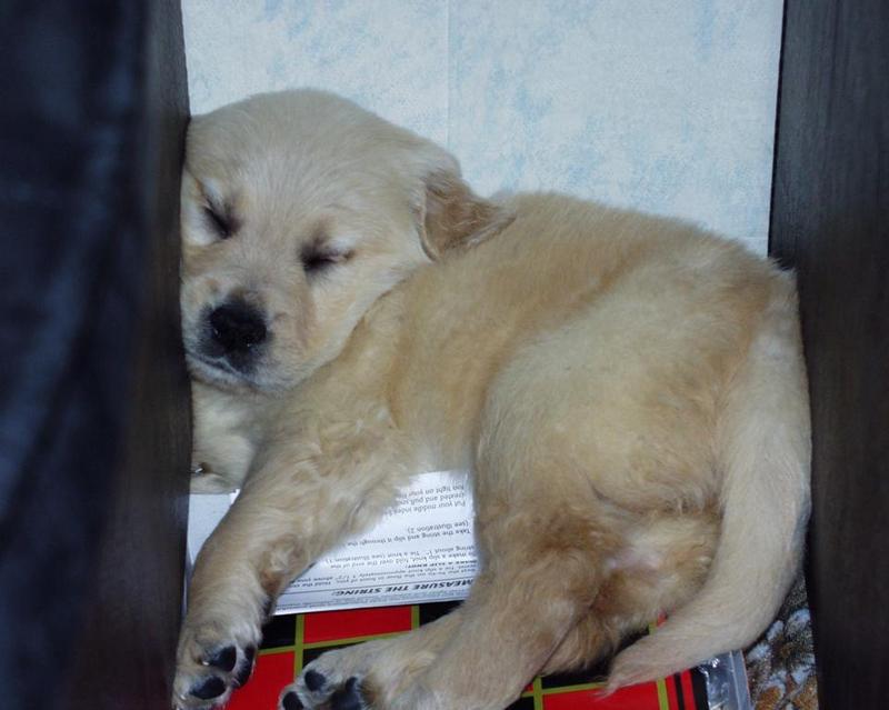 Puppy Sleeping-Golden Retriever-by Darin L Ungerman.jpg