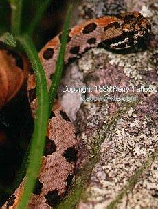 Pygmy Rattlesnake-by Kerry Tatlow.jpg