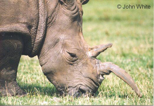 Rhino1-Rhinoceros-face closeup-by John White.jpg
