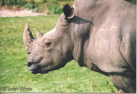 Rhino2-Rhinoceros-face closeup-by John White.jpg