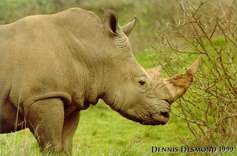 Rhinoceros02-by Dennis Desmond.jpg