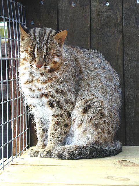 Rocky2-Leopard Cat-by Mark Haysman.jpg