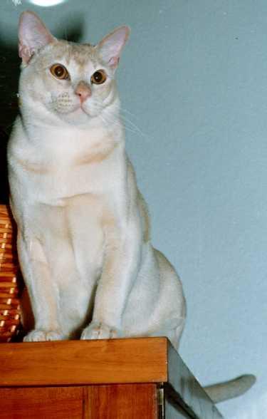 Romeo2-Cream Burmese Cat-by Frank and Heidi Schulz.jpg