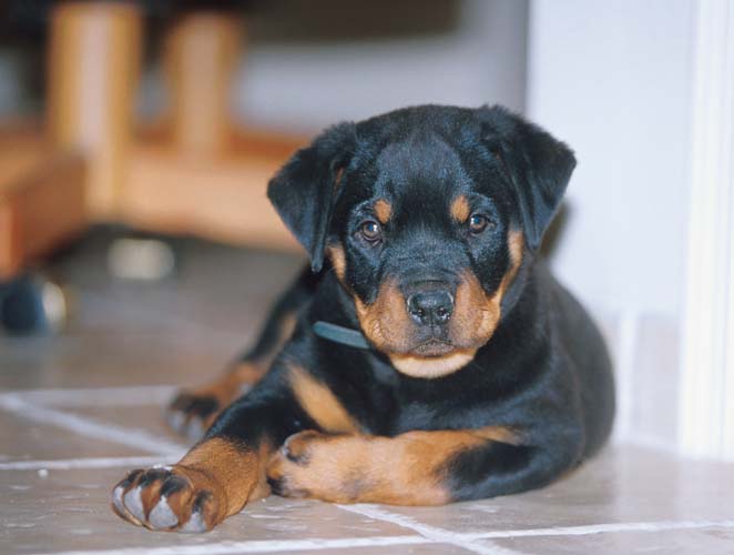 Rottweiler-MarleyFace2-by Shirley Curtis.jpg