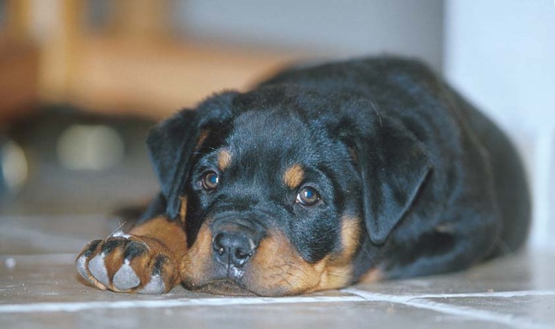 Rottweiler-MarleyProne-by Shirley Curtis.jpg