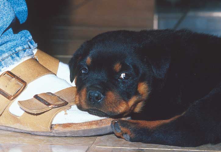 Rottweiler-Pup Shoes-by Shirley Curtis.jpg