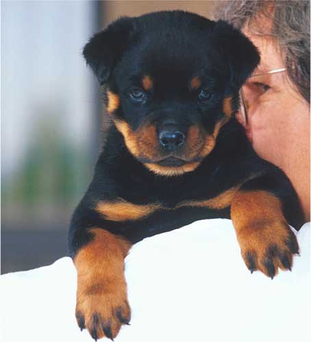 Rottweiler-Pup Shoulder-by Shirley Curtis.jpg