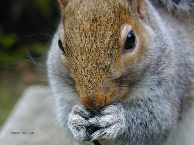 S1-Eastern Grey Squirrel-by Glenn Hansen.jpg