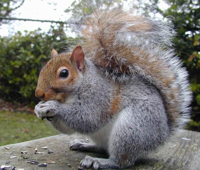 S2-Eastern Grey Squirrel-by Glenn Hansen.jpg