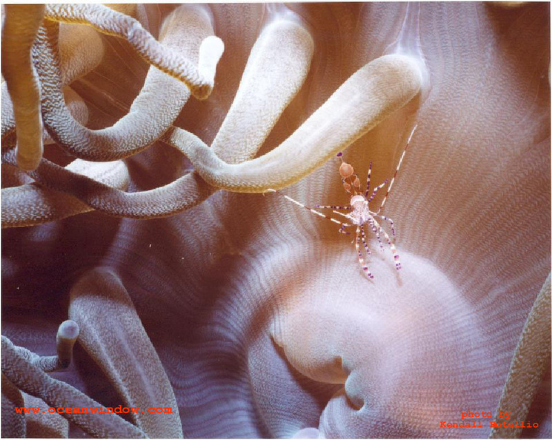 Saba-Anemone shrimp-by Kendall Botellio.jpg