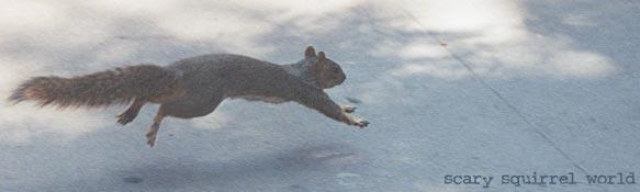 Sally-Fox Squirrel-by Gregg Elovich.jpg