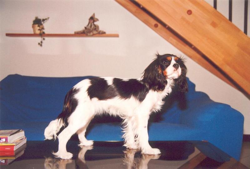 Sally tavolino-Cavalier King Charles Spaniel Dog-by Gianfranco Levati.jpg