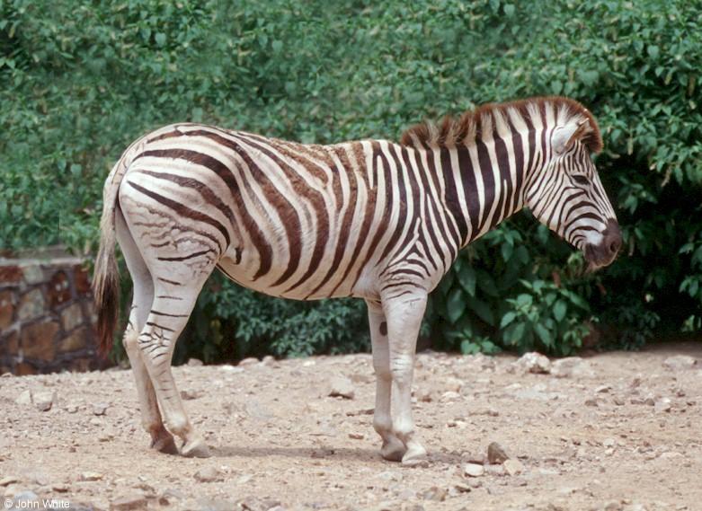 Scan478-Zebra-by John White.jpg