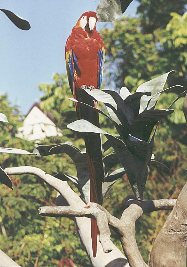 Scarlet Macaw-perching on tree-by Ralf Schmode.jpg