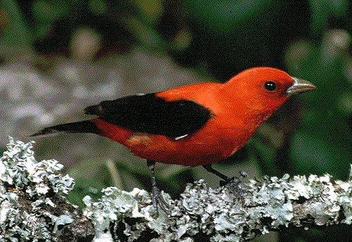 Scarlet Tanager-on lichen-covered branch-by Dan Cowell.jpg