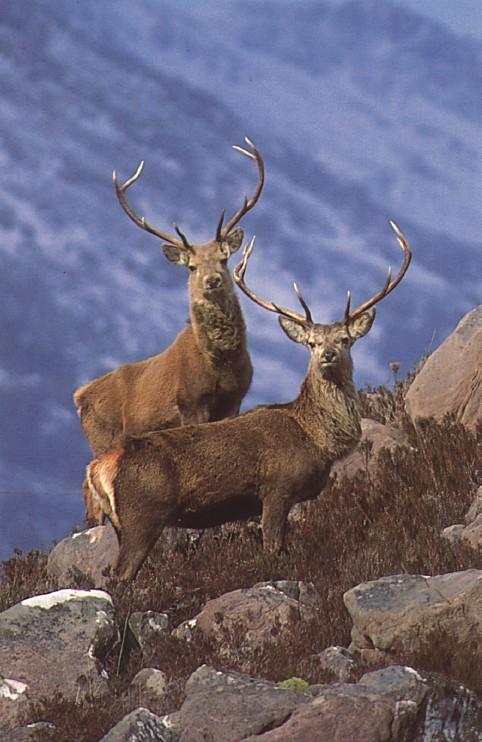Scotish Postcard-Red Deers-pair climbing rock hill-by Fiona Anderson.jpg