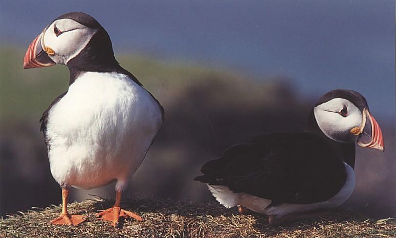 Scotish Postcard-puffins-Atlantic Puffins-pair on ground-by Fiona Anderson.jpg