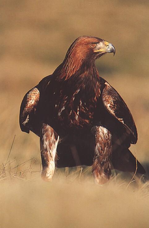 Scottish Postcar-Geagle-European Golden Eagle-on grassland-by Fiona Anderson.jpg