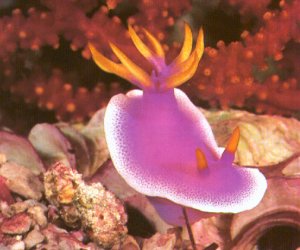 SeaSlug-PurpleNudibranch-by Dan Cowell.jpg