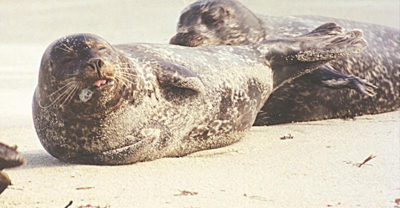 Seal-California Harbor Seals-resting on beach-by Ralf Schmode.jpg