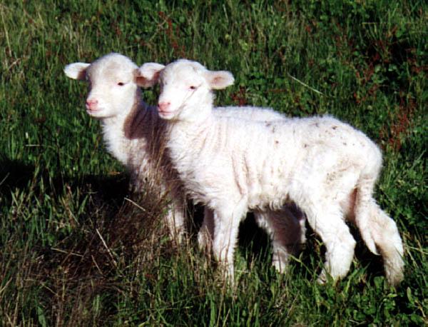 Sheep-lambs-by Fiona Anderson.jpg