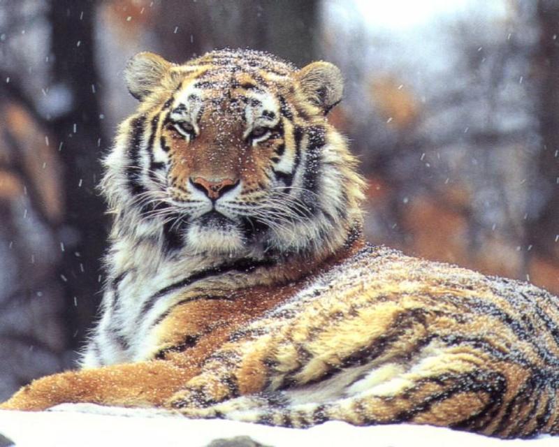 Siberian Tiger-sitting in falling snow-closeup-by Fiona Anderson.jpg
