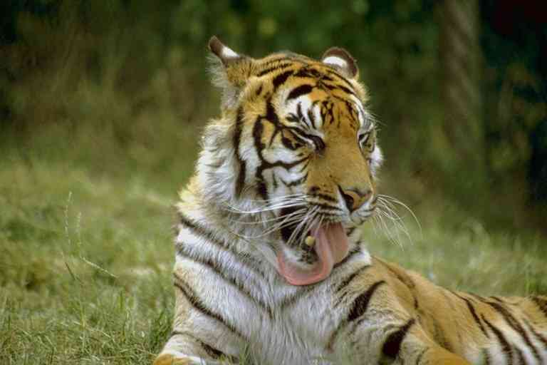 Siberian Tiger01-by Trudie Waltman.jpg