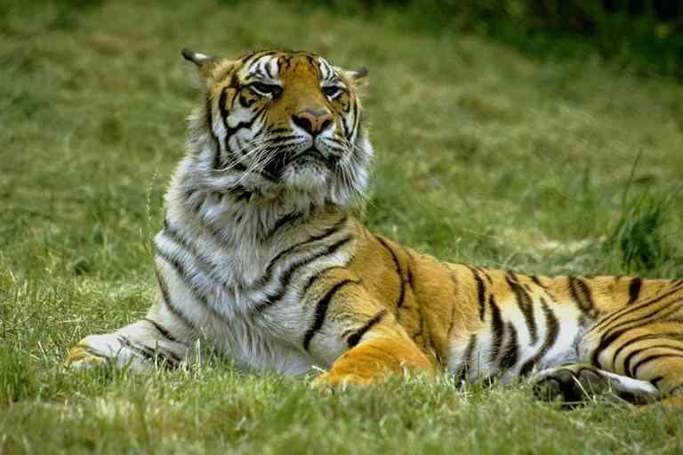 Siberian Tiger02-by Trudie Waltman.jpg