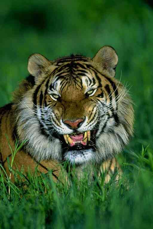 Siberian Tiger05-by Trudie Waltman.jpg