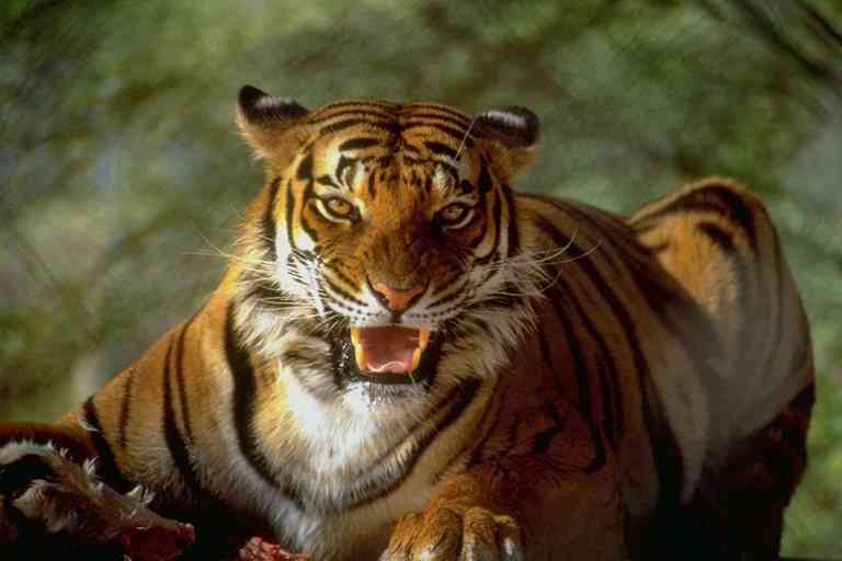Siberian Tiger06-by Trudie Waltman.jpg