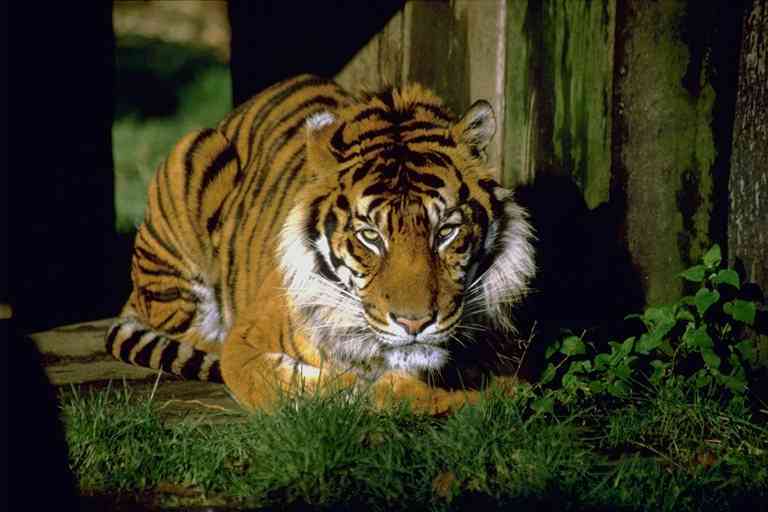Siberian Tiger07-by Trudie Waltman.jpg