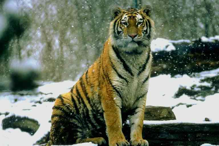 Siberian Tiger08-by Trudie Waltman.jpg