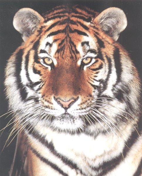 Siberian Tiger 1-by Les Thurbon.jpg