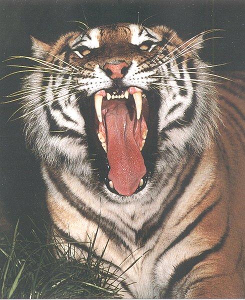 Siberian Tiger 2-by Les Thurbon.jpg