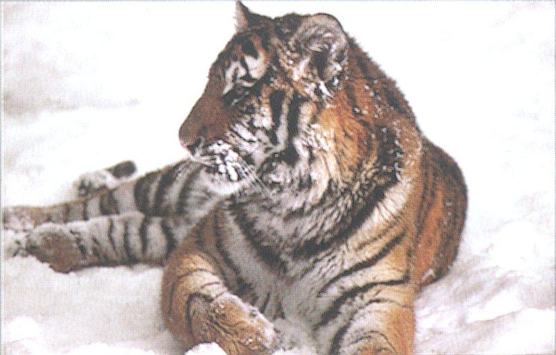 Siberian Tiger 3-by Les Thurbon.jpg