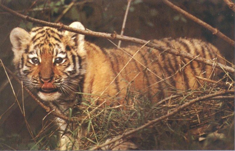 Siberian Tiger Cub-by Les Thurbon.jpg