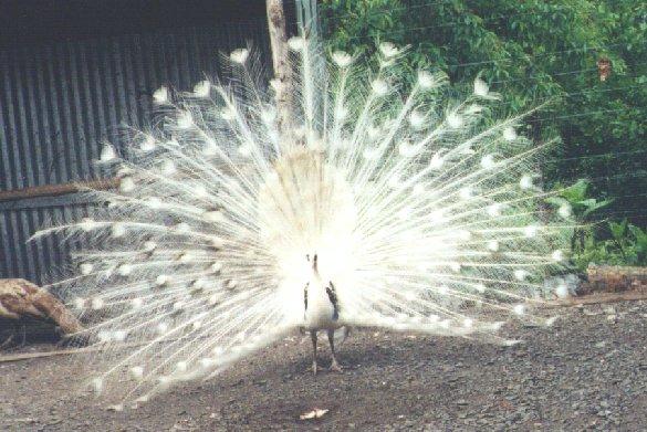 Silver pied peacock-in display-by Dan Cowell.jpg