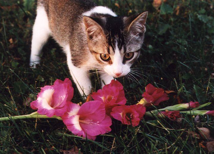 Sinbad flowers3-Domestic cat kitten-by Linda Bucklin.jpg