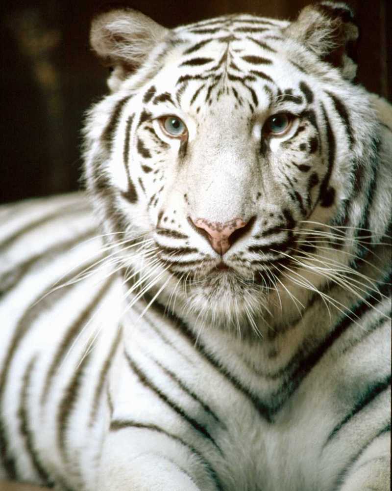 Ssgp0765-White Tiger-face closeup-by Linda Bucklin.jpg